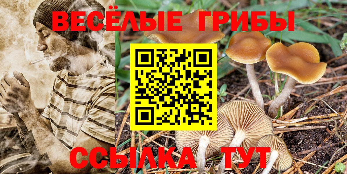 Дзержинск  Псилоцибиновые грибы Cubensis  Вход с VPN 